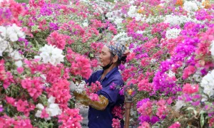 Thủ phủ hoa giấy miền Bắc Thủ phủ hoa giấy miền Bắc