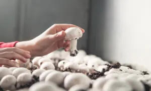 Phát hiện loại nấm giúp thu nhỏ khối u ung thư Phát hiện loại nấm giúp thu nhỏ khối u ung thư