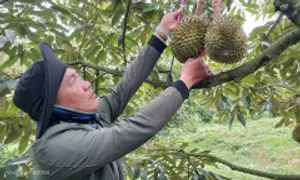 Xuất khẩu sầu riêng thông quan trở lại